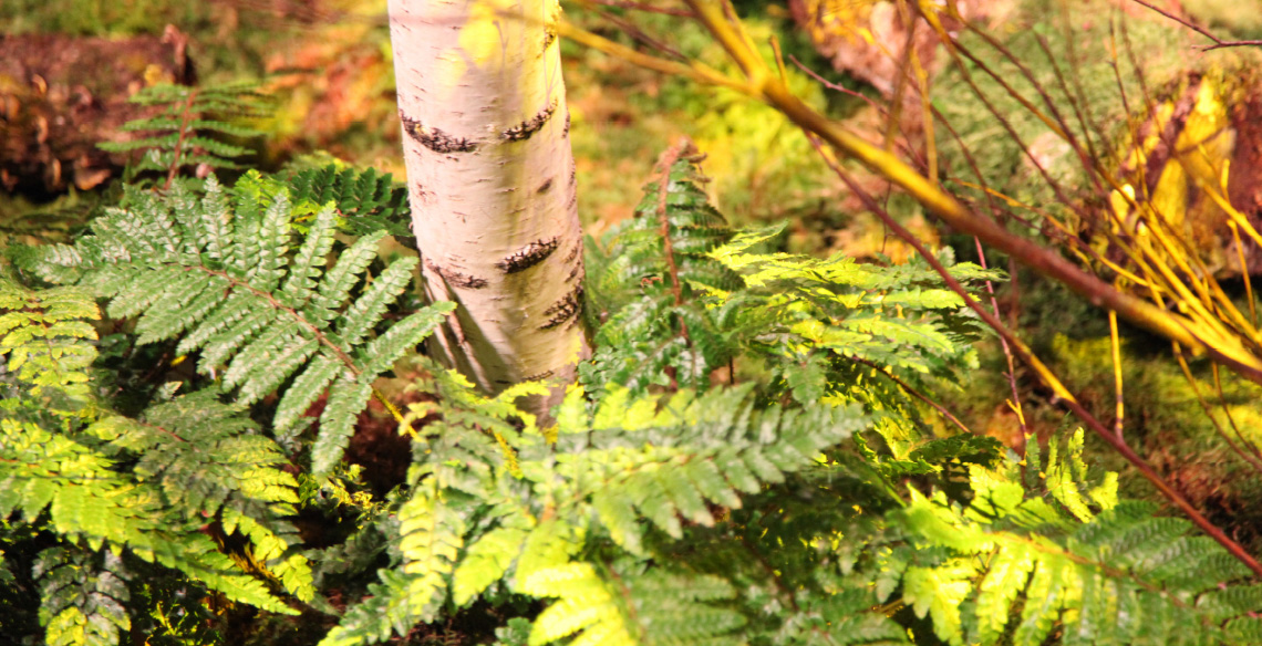 Scénographie de nature pour les voeux du Groupe Rocher